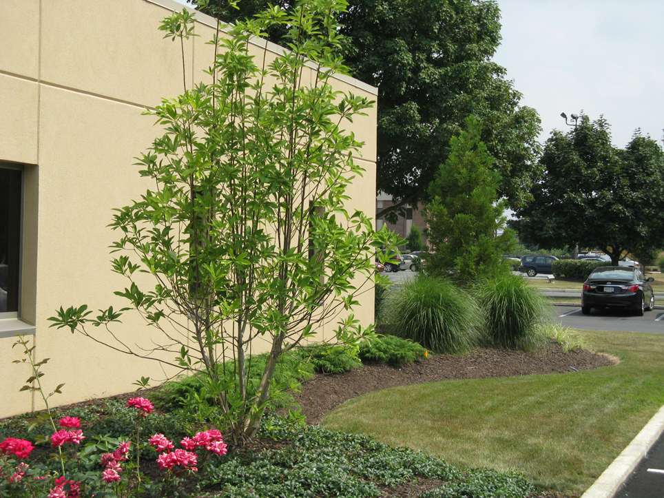 Commercial landscaped area